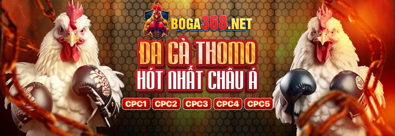 Về Đá Gà Thomo C3 Nền Tảng Cá Cược Uy Tín